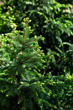 Vertical Photography of Lush Green Pine Tree Forest