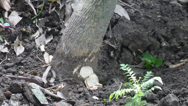 Farmer hoeing soil around young tree in garden close up