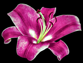Lily  flower  on  black isolated background with clipping path.  Closeup. For design. View from...