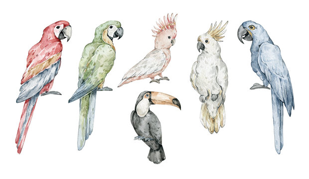 Watercolor set with tropical birds, parrots, toucans. Ara, macaw, exotic jungle birds.