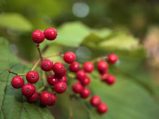 肌寒い11月に赤く色付た可愛らしいガマズミの実