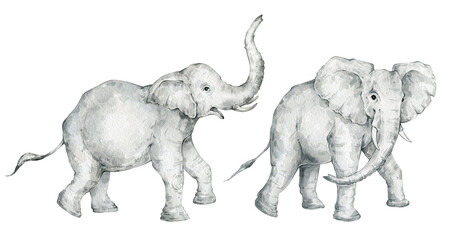 Obraz premium Watercolor set with wild elephants. Realistic hand drawn animals. Cute safari wildlife animal