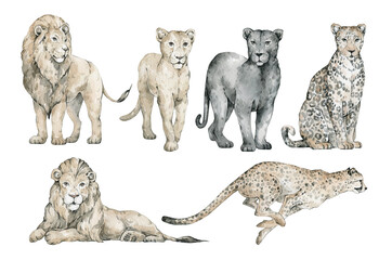 Watercolor set with wild tropical animals. Lion, cheetah, leopard, panther, jaguar. Cute safari wildlife animal © Kate K.
