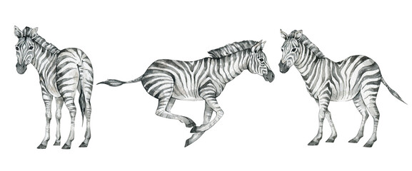 Obraz premium Watercolor set with wild savannah zebra. Realistic hand drawn animals. Cute safari wildlife animal