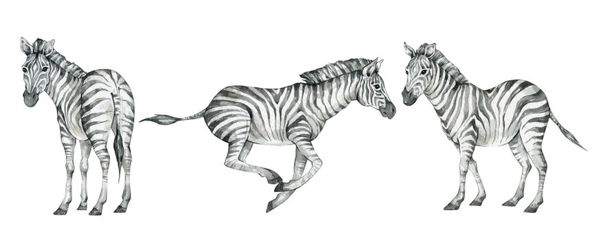Watercolor set with wild savannah zebra. Realistic hand drawn animals. Cute safari wildlife animal