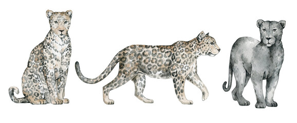 Watercolor set with wild jungle animals. Leopard, panther, jaguar. Cute tropical wildlife animal © Kate K.