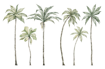Watercolor palm tree in green color isolated on white background. Vintage coconut and banana trees. Floral tropical jungle. © Kate K.