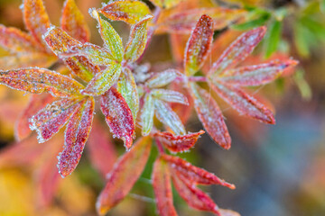Vibrant Red Foliage During Frost Descent Major Cold and Minor Cold Seasons
