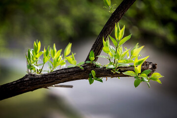 Fresh Green Buds and Young Shoots Spring Growth Closeup