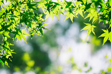 Obraz premium Green Maple Leaf Pattern for Greeting Card Background Design