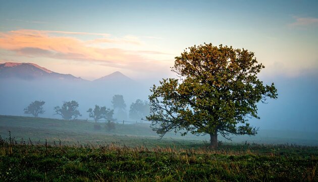 solitary tree in the mist, morning light