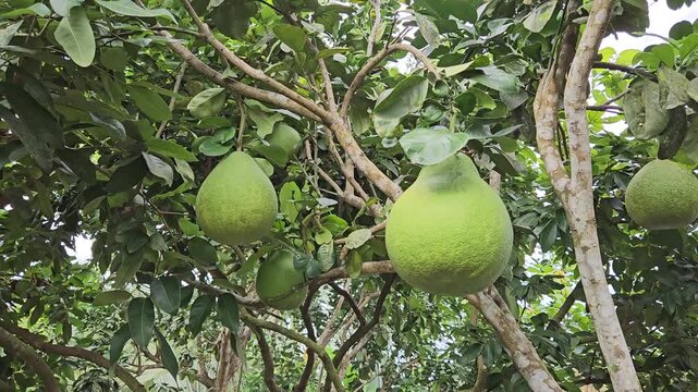 A close-up view of a pomelo tree with large green fruits hanging among lush leaves in a tropical garden in the Mekong Delta, Vietnam.