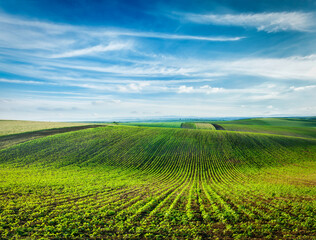 Cultivated Farmland Agricultural Landscape with Planting Patterns