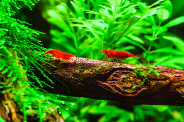 A green beautiful planted tropical freshwater aquarium with fishes and shrimps.Cherry dwarf shrimp stay on green leaf of water plant in fresh water aquarium tank