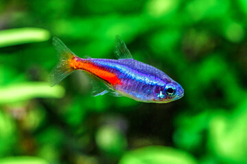A green beautiful planted tropical freshwater aquarium with fishes and shrimps.Plants and neon tetra fish in freshwater aquarium.