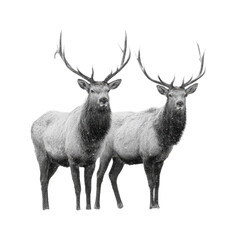 Two elks standing together now
