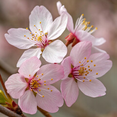 Fototapeta premium cherry blossom flowers in full bloom with soft petals and yellow stamens