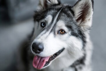 Obraz premium siberian husky in empty modern loft background
