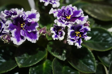 A kind of violet. Bright petals of indoor plants in pots.