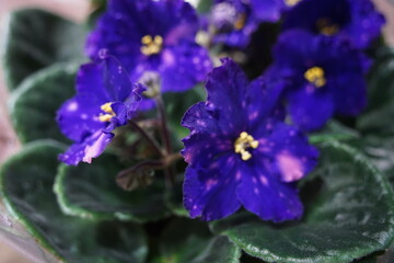 A kind of violet. Bright petals of indoor plants in pots.