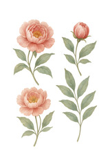 Set of watercolor peony flowers clip art vintage style white background