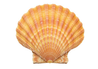 Isolated Orange and Yellow Scallop Shell, Seashell with Beautiful Ribbed Fan Shape Pattern