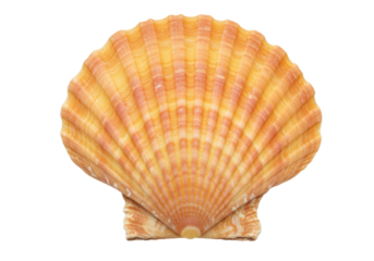 Isolated Orange and Yellow Scallop Shell, Seashell with Beautiful Ribbed Fan Shape Pattern