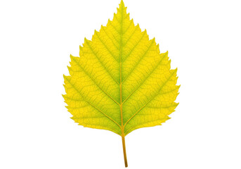 Isolated yellow leaf with serrated edges detailed veins in crisp focus studio lighting