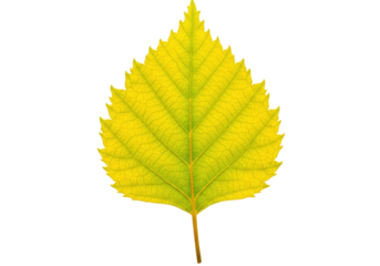 Isolated yellow leaf with serrated edges detailed veins in crisp focus studio lighting