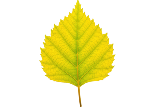 Isolated yellow leaf with serrated edges detailed veins in crisp focus studio lighting - Powered by Adobe