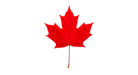 Red maple leaf isolated on transparent background