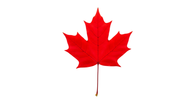 Red maple leaf isolated on transparent background - Powered by Adobe
