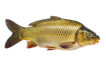 Isolated Common Carp, a freshwater fish species found in Eurasia, head detail with whiskers