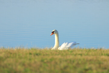 Swan on the lake, elegant big bird