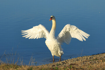 Swan on the lake, elegant big bird