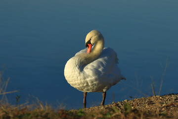 Swan on the lake, elegant big bird