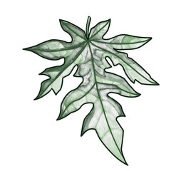 Watercolor papaya leaves