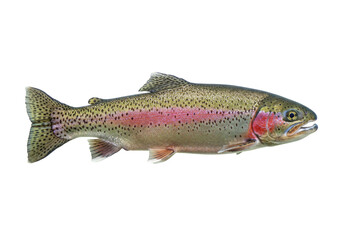 Isolated Rainbow Trout Fish on a Clean Backdrop Beautiful Gigapixel-High Fidelity