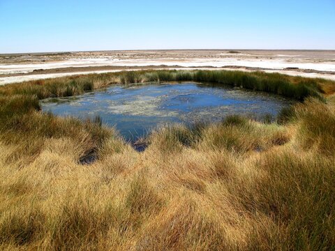 The Bubbler artesian spring in Wabma Kadarbu Conservation Park, South Australia, surrounded by desert vegetation.