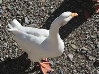 Wild geese on sunny morning near river. Nature and animals of Europe, Italy. 