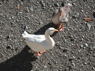 Wild geese on sunny morning near river. Nature and animals of Europe, Italy. 