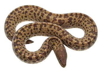 Isolated Rough Scaled Python curled, ready to strike, reptile species is native to Australia