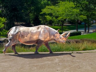 Fototapeta premium Rhinoceros in the Zoo