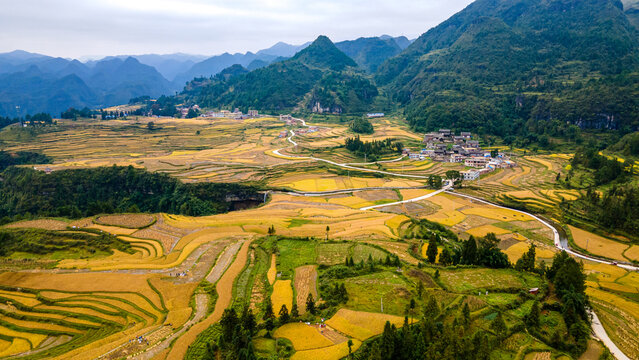 Golden Autumn Harvest in Guizhou Terraced Rice Fields Panorama