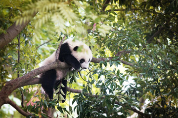 Adorable Baby Panda Cub Climbing Tree in Natural Habitat