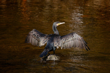 pelican in flight © alberto