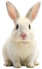 Fototapeta premium Cute white rabbit sitting isolated