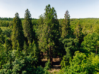 Giant redwood trees in Paudorf, Lower Austria