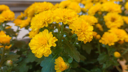 Yellow chrysanthemum flowers close up with soft focus background