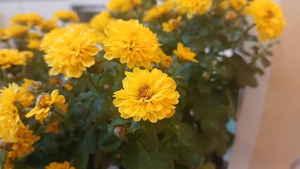Yellow chrysanthemum flowers close up with soft focus background
